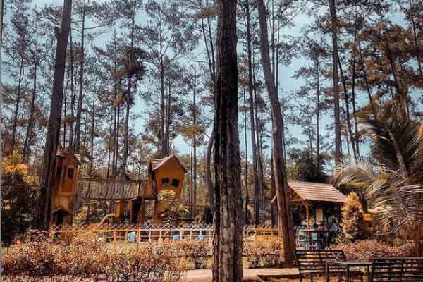Mengungkap Pesona Kemit Forest: Tempat Berkumpul Keluarga di Cilacap
